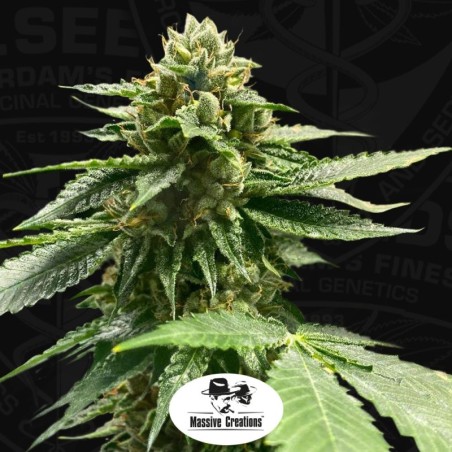 Melon Vader Femminizzata - T.H. Seeds