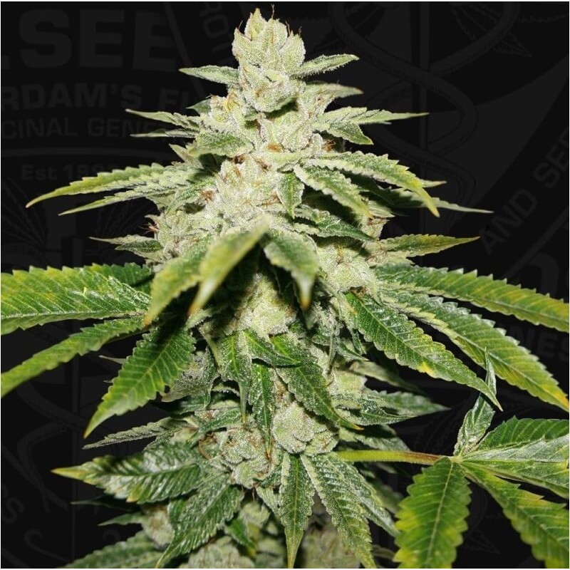 WaterMelon Ultra Femminizzata - T.H. Seeds