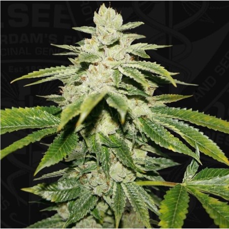 WaterMelon Ultra Femminizzata - T.H. Seeds