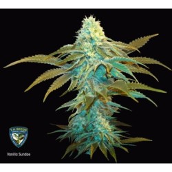 Vanilla Sundae Femminizzata - T.H. Seeds
