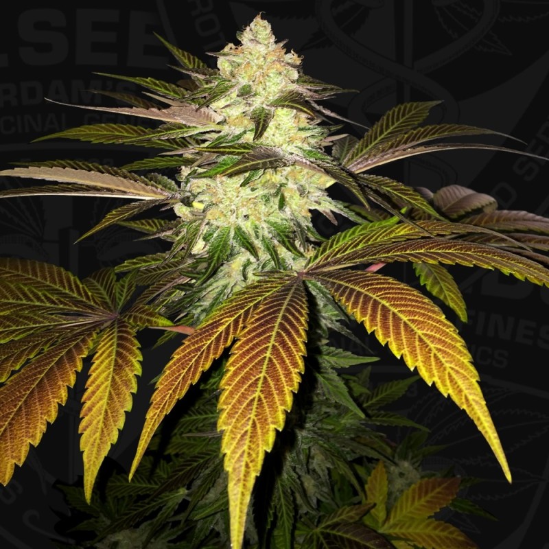 Orangesicle Femminizzata - T.H. Seeds
