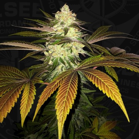 Orangesicle Femminizzata - T.H. Seeds