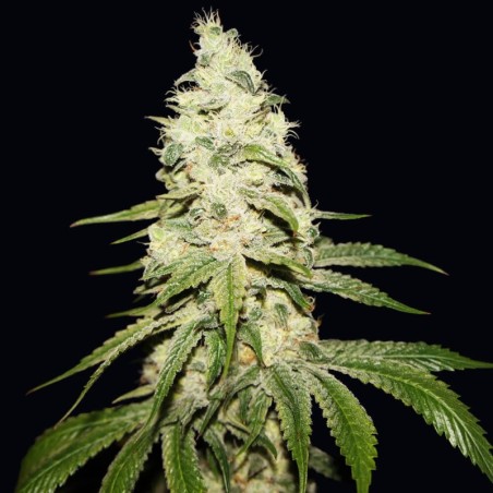 Mont Blanc Femminizzata - T.H. Seeds
