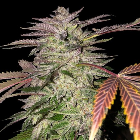 Gelato Cake Femminizzata - T.H. Seeds