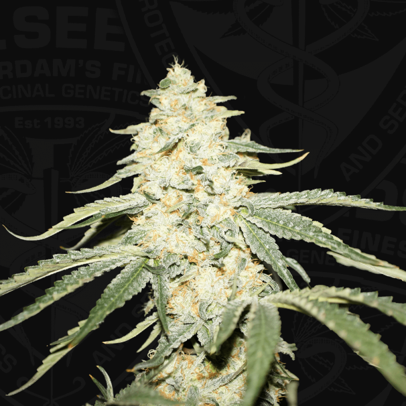 Wy-Kiki Femminizzata - T.H. Seeds