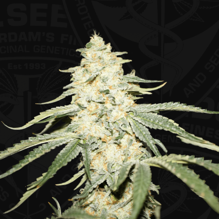 Wy-Kiki Femminizzata - T.H. Seeds