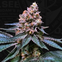 Black Apple Hitchcock Femminizzata - T.H. Seeds