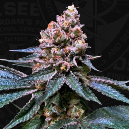 Black Apple Hitchcock Femminizzata - T.H. Seeds