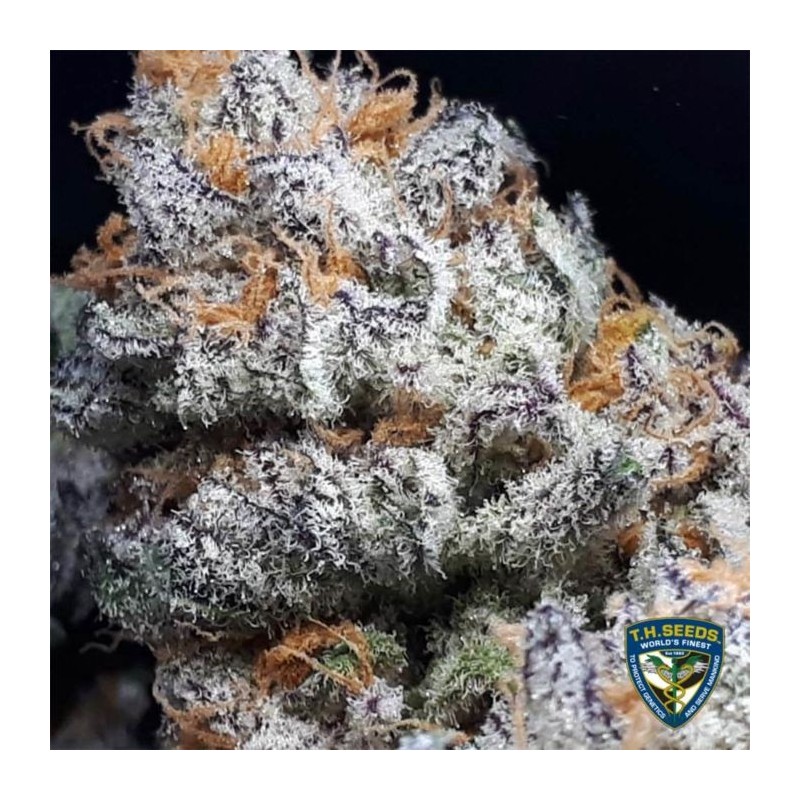 Purple Banana Cream Femminizzata - T.H. Seeds