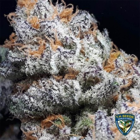 Purple Banana Cream Femminizzata - T.H. Seeds