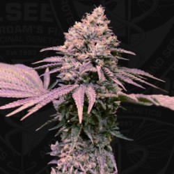 London Mint Cake Femminizzata - T.H. Seeds