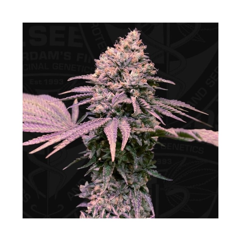 London Mint Cake Femminizzata - T.H. Seeds