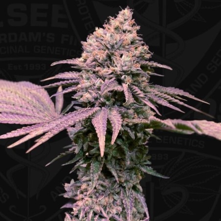 London Mint Cake Femminizzata - T.H. Seeds