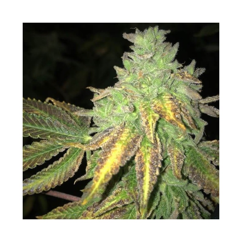 Shiloh Z Femminizzata - T.H. Seeds