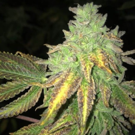 Shiloh Z Femminizzata - T.H. Seeds