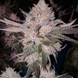 OG Kush Auto Autofiorente - Ethos Genetics