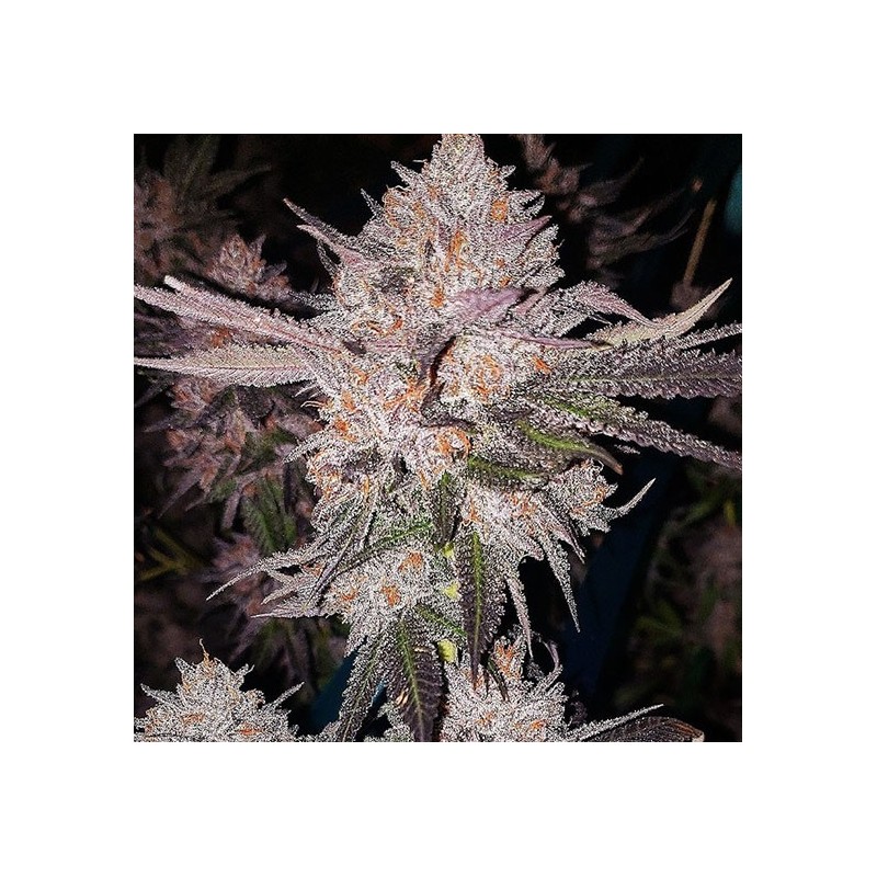 OG Kush Auto Autofiorente - Ethos Genetics