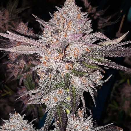 OG Kush Auto Autofiorente - Ethos Genetics
