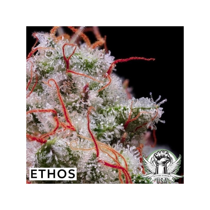 Peach Crescendo RF3 Auto Autofiorente - Ethos Genetics