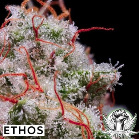 Peach Crescendo RF3 Auto Autofiorente - Ethos Genetics