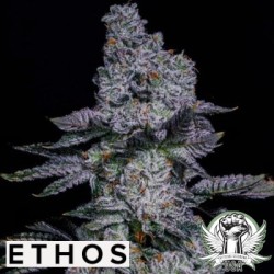 Pineapple Runtz Auto Autofiorente - Ethos Genetics