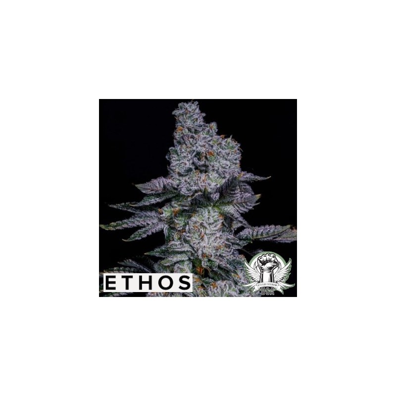 Pineapple Runtz Auto Autofiorente - Ethos Genetics