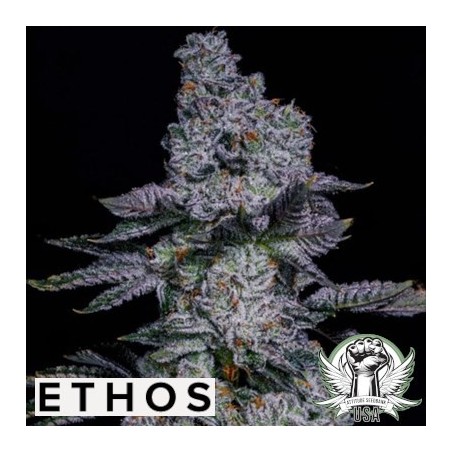 Pineapple Runtz Auto Autofiorente - Ethos Genetics