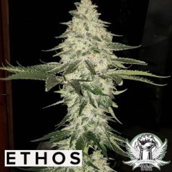 Planet of the Grapes Auto Autofiorente - Ethos Genetics