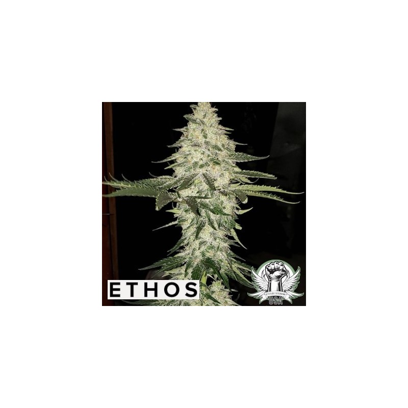 Planet of the Grapes Auto Autofiorente - Ethos Genetics