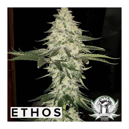 Planet of the Grapes Auto Autofiorente - Ethos Genetics