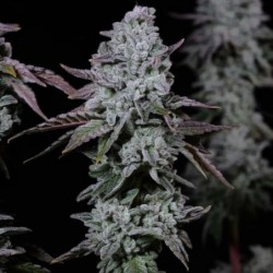Banana Daddy IBL Auto Autofiorente - Ethos Genetics