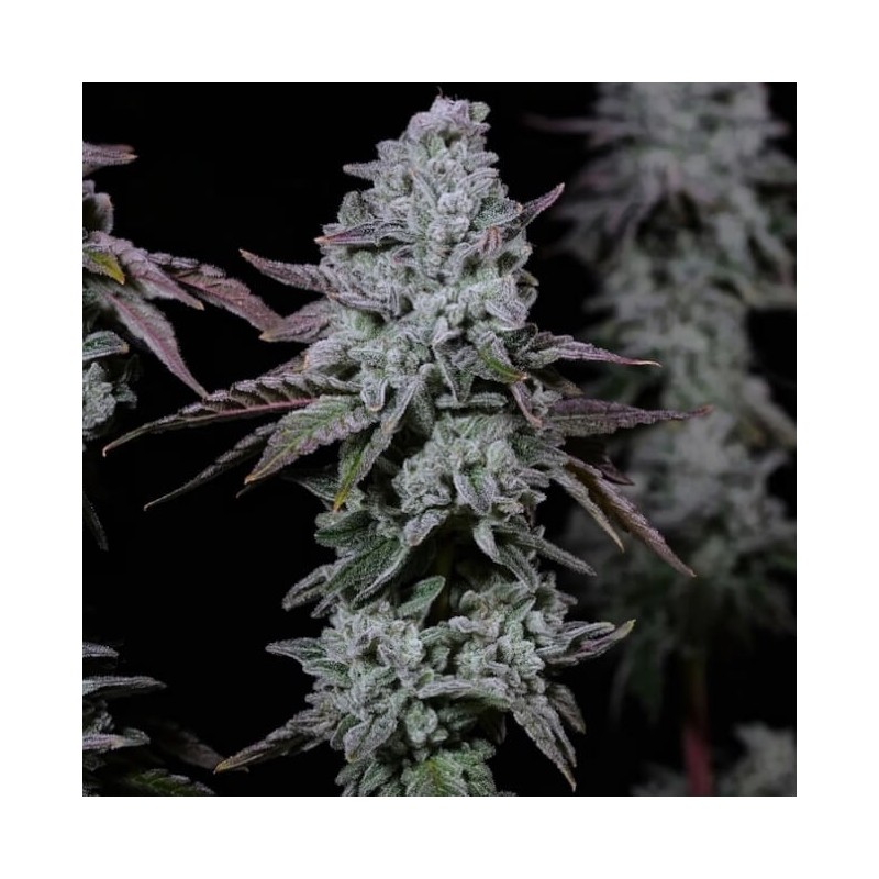 Banana Daddy IBL Auto Autofiorente - Ethos Genetics