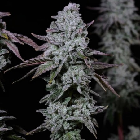 Banana Daddy IBL Auto Autofiorente - Ethos Genetics