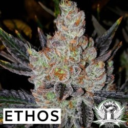 10th Planet R1 Femminizzata - Ethos Genetics