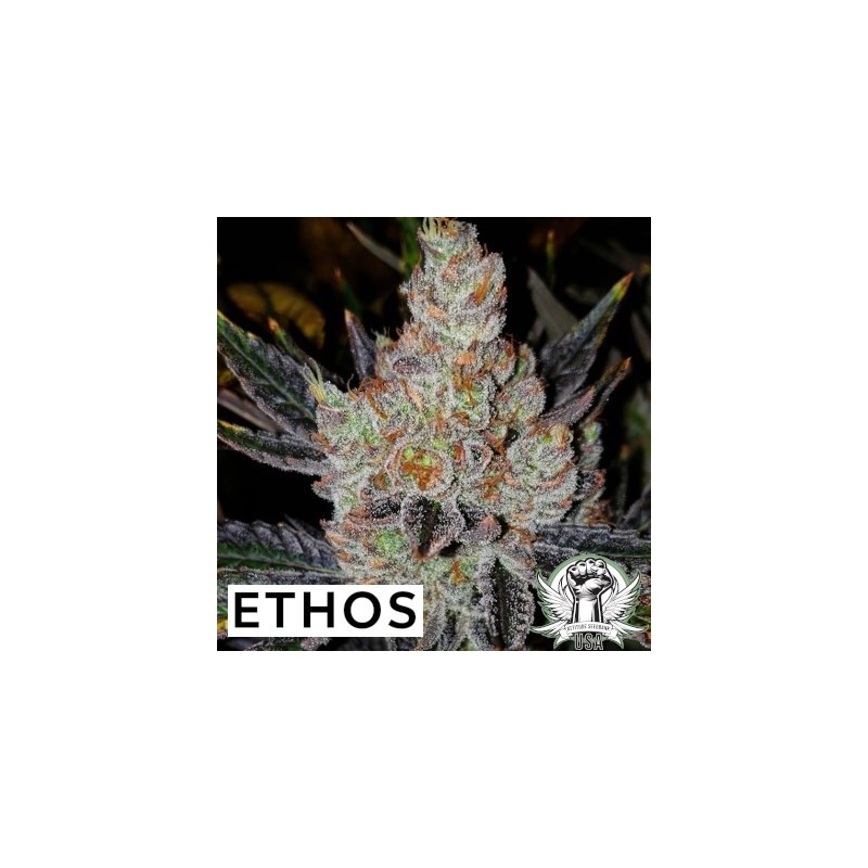 10th Planet R1 Femminizzata - Ethos Genetics
