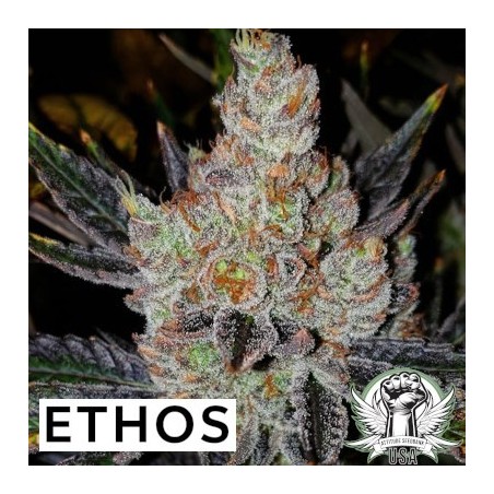 10th Planet R1 Femminizzata - Ethos Genetics