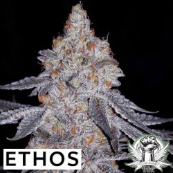 Banana Daddy R1 Femminizzata - Ethos Genetics