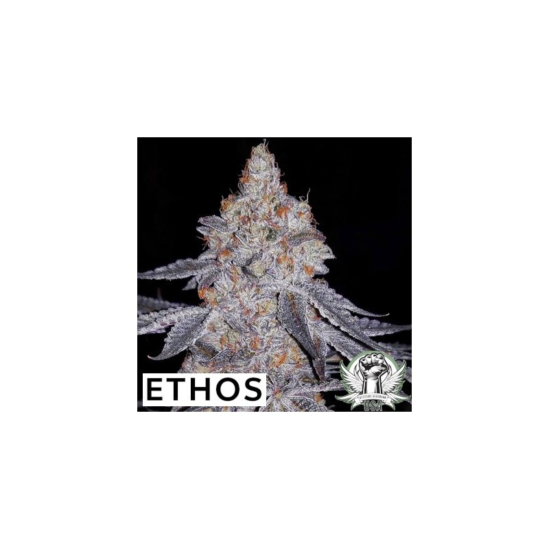 Banana Daddy R1 Femminizzata - Ethos Genetics