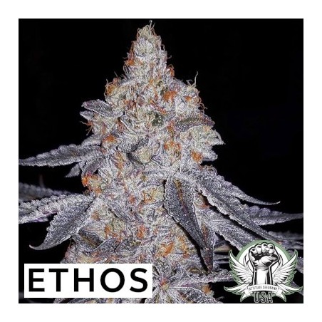 Banana Daddy R1 Femminizzata - Ethos Genetics