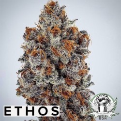 Banana Hammock RBX Femminizzata - Ethos Genetics