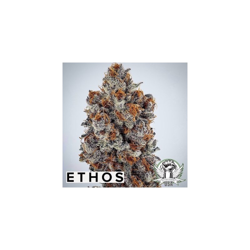 Banana Hammock RBX Femminizzata - Ethos Genetics