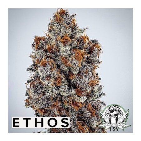 Banana Hammock RBX Femminizzata - Ethos Genetics