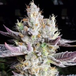 BooBerry Cookies RBX Femminizzata - Ethos Genetics