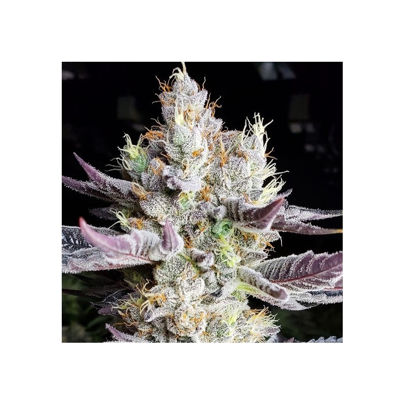BooBerry Cookies RBX Femminizzata - Ethos Genetics