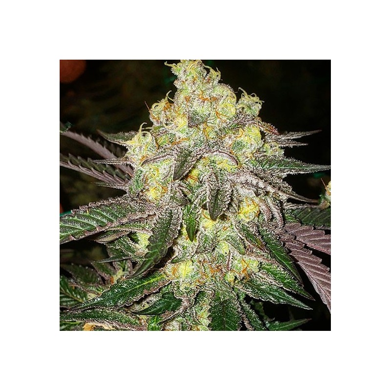 Candy Store RBX Femminizzata - Ethos Genetics