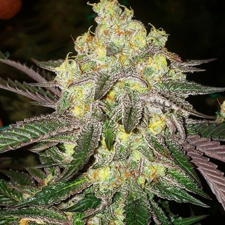 Candy Store RBX Femminizzata - Ethos Genetics