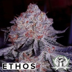 Cherry Gar-See-Ya R1 Femminizzata - Ethos Genetics