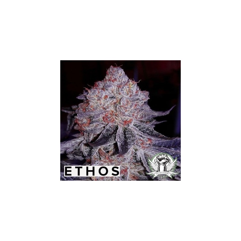 Cherry Gar-See-Ya R1 Femminizzata - Ethos Genetics
