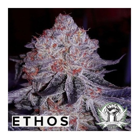 Cherry Gar-See-Ya R1 Femminizzata - Ethos Genetics