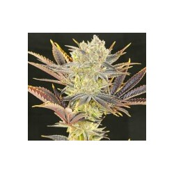 Citradelic Sunset Femminizzata - Ethos Genetics